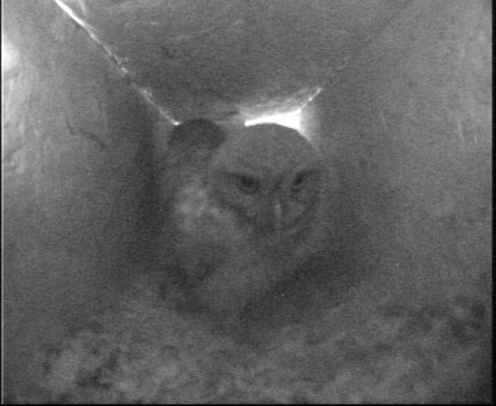 Fledged baby little owls in second box
