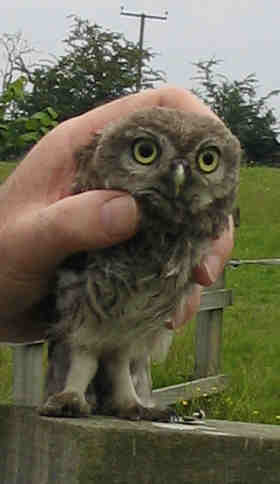Fledged baby owl about to be released